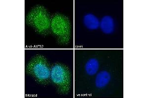 ABIN308459 Immunofluorescence analysis of paraformaldehyde fixed U2OS cells, permeabilized with 0. (AUTS2 Antikörper  (C-Term))