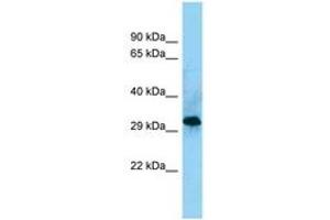Image no. 1 for anti-CD86 (CD86) (AA 203-252) antibody (ABIN6748175) (CD86 Antikörper  (AA 203-252))
