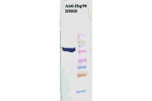 Western Blot analysis of Human HeLa cell lysates showing detection of Hsp90 protein using Mouse Anti-Hsp90 Monoclonal Antibody, Clone H9010 . (HSP90 Antikörper  (FITC))