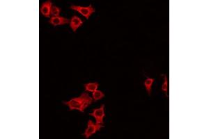 ABIN6266834 staining HeLa by IF/ICC. (DIRAS1 Antikörper  (C-Term))
