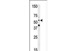 Western blot analysis of anti-NMT2 Pab in HepG2 cell line lysate (35ug/lane) (NMT2 Antikörper  (N-Term))