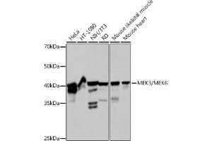 Western blot analysis of extracts of various cell lines, using MEK3/MEK6 Rabbit mAb (ABIN7268643) at 1:1000 dilution. (MAP2K6 Antikörper)