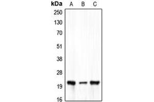 Western blot analysis of Claudin 7 expression in HEK293T (A), Raw264. (Claudin 7 Antikörper  (C-Term))