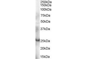 Western Blotting (WB) image for anti-GRB2-Related Adaptor Protein (GRAP) (AA 205-217) antibody (ABIN290857) (GRAP Antikörper  (AA 205-217))