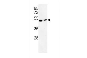 Western blot analysis of PISD Antibody in mouse cerebellum tissue and mouse NIH-3T3 cell line lysates (35ug/lane) (PISD Antikörper  (AA 223-250))