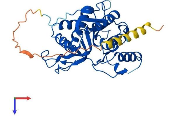 B3GALT1 Protein (AA 1-326) (His tag)