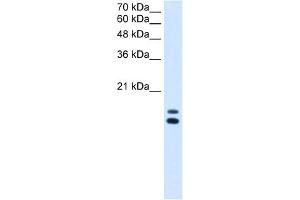 WB Suggested Anti-UXT Antibody Titration:  2. (UXT Antikörper  (N-Term))
