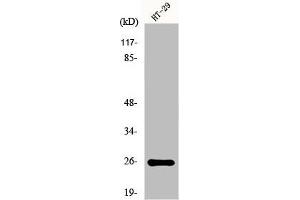 Western Blot analysis of K562 cells using HoxA6 Polyclonal Antibody (HOXA6 Antikörper  (Internal Region))