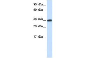DMRTC2 antibody used at 0. (DMRTC2 Antikörper  (N-Term))