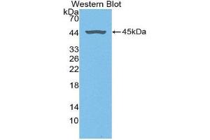 Western Blotting (WB) image for anti-Fibromodulin (FMOD) (AA 19-376) antibody (ABIN1868007) (Fibromodulin Antikörper  (AA 19-376))