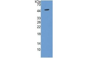 Western Blotting (WB) image for Enolase 2 (Gamma, Neuronal) (ENO2) ELISA Kit (ABIN6730905)
