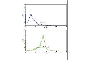 Flow cytometric analysis of widr cells using WNT5B Antibody (Center)(bottom histogram) compared to a negative control cell (top histogram). (WNT5B Antikörper  (AA 153-182))