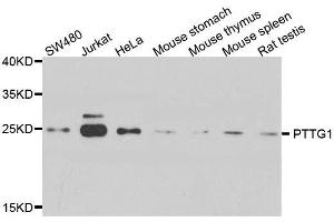 Western blot analysis of extracts of various cell lines, using PTTG1 antibody. (PTTG1 Antikörper  (AA 1-202))