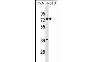 ESR1 isoform1 Antibody (N-term) (ABIN1881320 and ABIN2838745) western blot analysis in mouse NIH-3T3 cell line lysates (35 μg/lane). (Estrogen Receptor alpha Antikörper  (N-Term))