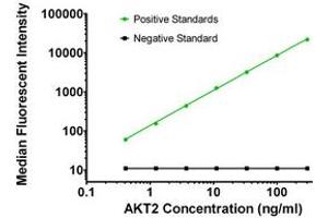 Luminex Assay (LMNX) image for anti-V-Akt Murine Thymoma Viral Oncogene Homolog 2 (AKT2) antibody (ABIN2715855) (AKT2 Antikörper)