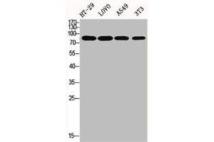 Western Blot analysis of HT29 LOVO A549 NIH-3T3 cells using ENX-2 Polyclonal Antibody (EZH1 Antikörper  (Internal Region))