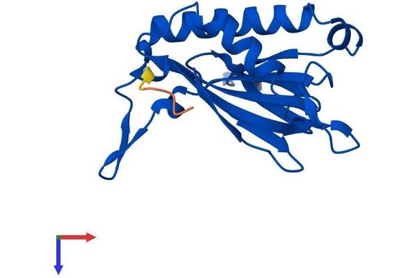 C14orf126 Protein (AA 1-168) (His tag)