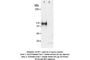 Image no. 2 for anti-Hypoxia Inducible Factor 1, alpha Subunit (Basic Helix-Loop-Helix Transcription Factor) (HIF1A) (AA 530-825) antibody (ABIN363439) (HIF1A Antikörper  (AA 530-825))