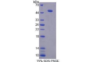 SDS-PAGE analysis of Human PDIA6 Protein. (PDIA6 Protein)