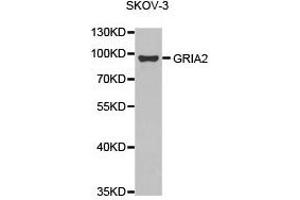 Western Blotting (WB) image for anti-Glutamate Receptor, Ionotropic, AMPA 2 (GRIA2) antibody (ABIN2650919) (GRIA2 Antikörper)