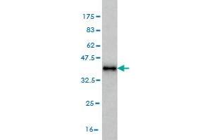 Western Blot detection against Immunogen (37. (MAGOH Antikörper  (AA 1-110))