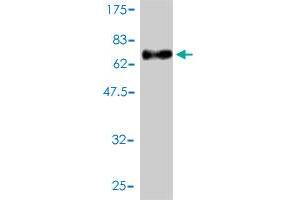 Western Blotting (WB) image for anti-Meis Homeobox 2 (MEIS2) (AA 1-381) antibody (ABIN561794)