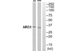 Western blot analysis of extracts from 293 cells and A549 cells, using ARG1antibody. (Liver Arginase Antikörper)