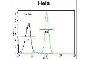 ADPRHL2 Antibody (N-term) (ABIN653678 and ABIN2843006) flow cytometric analysis of Hela cells (right histogram) compared to a negative control cell (left histogram). (ADPRHL2 Antikörper  (N-Term))