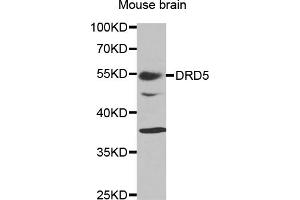 Western blot analysis of extracts of mouse brain, using DRD5 antibody (ABIN5970860) at 1/1000 dilution. (DRD5 Antikörper)