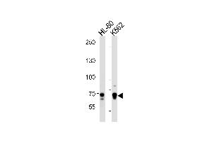 ELF4 Antibody (Center) (ABIN391274 and ABIN2841324) western blot analysis in HL-60,K562 cell line lysates (35 μg/lane). (Elf4 Antikörper  (AA 211-237))