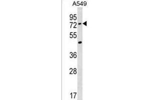 ACSM2A Antibody (N-term) (ABIN1539359 and ABIN2850196) western blot analysis in A549 cell line lysates (35 μg/lane). (ACSM2A Antikörper  (N-Term))