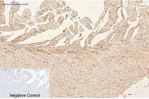 Immunohistochemical analysis of paraffin-embedded rat heart tissue.