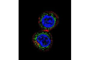 Confocal immunofluorescent analysis of CHEK2 Antibody (N-term) (ABIN1881196 and ABIN2840120) with HepG2 cell followed by Alexa Fluor 488-conjugated goat anti-rabbit lgG (green). (CHEK2 Antikörper  (N-Term))