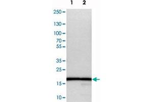 Western blot analysis of cell lysates with RPL27 polyclonal antibody . (RPL27 Antikörper)