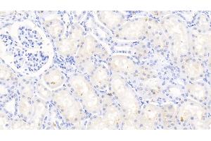 Detection of MMP3 in Bovine Kidney Tissue using Polyclonal Antibody to Matrix Metalloproteinase 3 (MMP3) (MMP3 Antikörper  (AA 18-477))