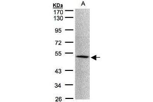 WB Image Sample(30 μg of whole cell lysate) A:293T 10% SDS PAGE antibody diluted at 1:1000
