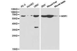 Western Blotting (WB) image for anti-Macrophage Scavenger Receptor 1 (MSR1) antibody (ABIN1873760) (Macrophage Scavenger Receptor 1 Antikörper)
