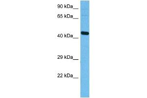 Western Blotting (WB) image for anti-Activating Transcription Factor 4 (Tax-Responsive Enhancer Element B67) (ATF4) (N-Term) antibody (ABIN2779918)