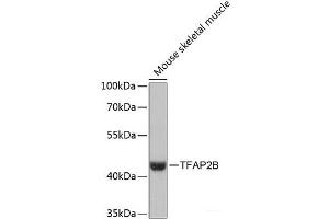Western blot analysis of extracts of Mouse skeletal muscle using TFAP2B Polyclonal Antibody at dilution of 1:3000. (TFAP2B Antikörper)