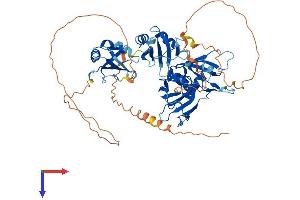 HNRPLL Protein (AA 1-591) (His tag)