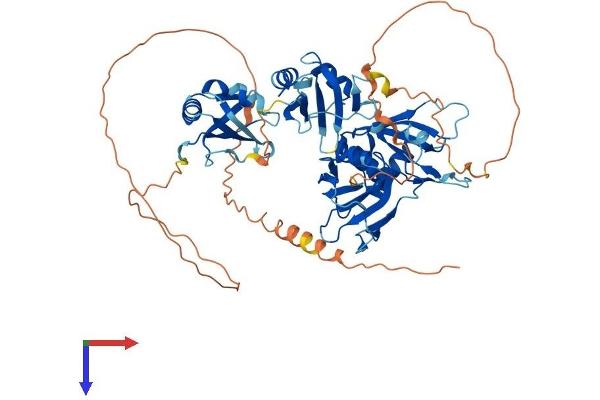 HNRPLL Protein (AA 1-591) (His tag)
