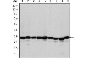 Western blot analysis using PHB mouse mAb against A431 (1), MCF-7 (2), Jurkat (3), Hela (4), HepG2 (5), A549 (6), NIH/3T3 (7), Cos7 (8) and PC-12 (9) cell lysate. (Prohibitin Antikörper)