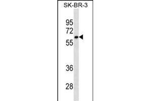 CYP1A2 Antibody ABIN1539921 western blot analysis in SK-BR-3 cell line lysates (35 μg/lane). (CYP1A2 Antikörper  (AA 255-282))