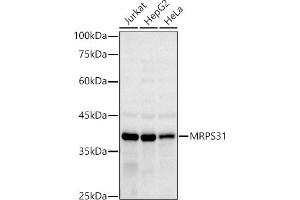 Western blot analysis of extracts of various cell lines, using MRPS31 antibody (ABIN7268585) at 1:1000 dilution. (MRPS31 Antikörper)