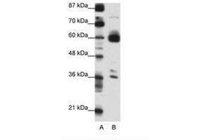 Image no. 1 for anti-CIR1 (C-Term) antibody (ABIN6736148)