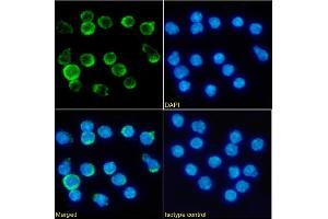 Immunofluorescence staining of fixed mouse Splenocytes with anti-4-1BB antibody LOB12.