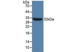 Western blot analysis of recombinant Mouse TLR4. (TLR4 Antikörper  (AA 26-269))