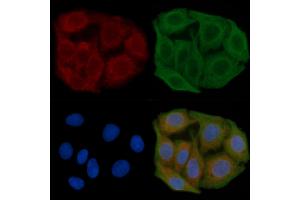 ABIN6260821 and ABIN6277548 staining Hela cells(45 min of heat-shock) by IF/ICC. (CHRM5 Antikörper  (C-Term))