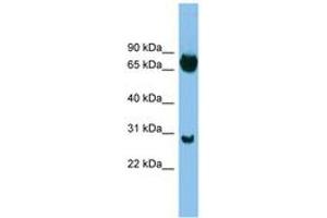 Image no. 1 for anti-SRY (Sex Determining Region Y)-Box 13 (SOX13) (C-Term) antibody (ABIN6744499) (SOX13 Antikörper  (C-Term))