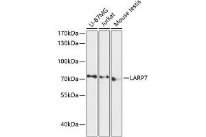 Western blot analysis of extracts of various cell lines, using L antibody (ABIN6128191, ABIN6143096, ABIN6143097 and ABIN6216959) at 1:3000 dilution. (LARP7 Antikörper  (AA 160-380))